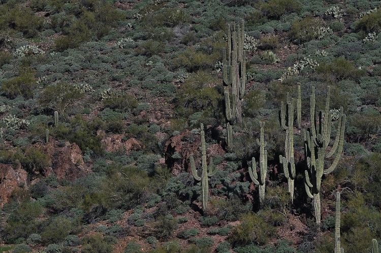 saguaro on mountainside